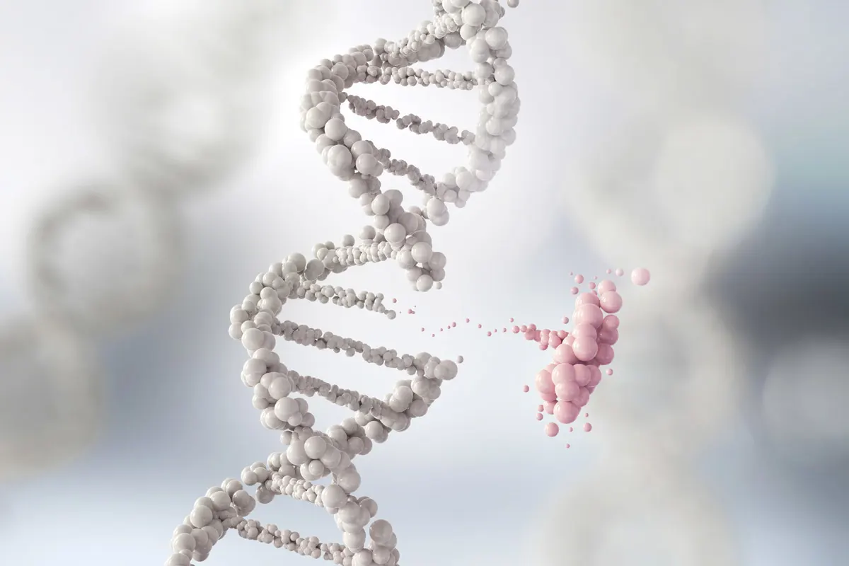 A white strand of DNA with part of the helix removed and highlighted in pink.