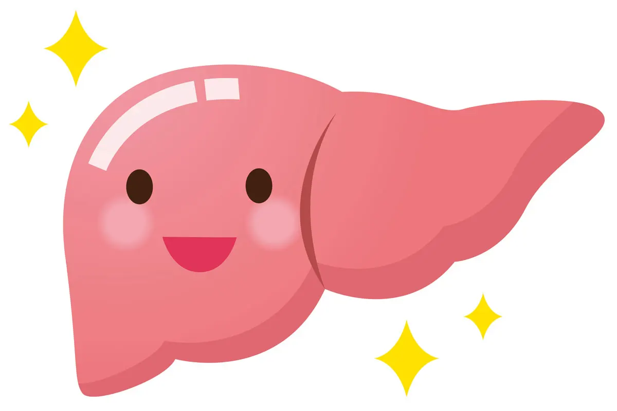 A cartoon drawing of a liver.