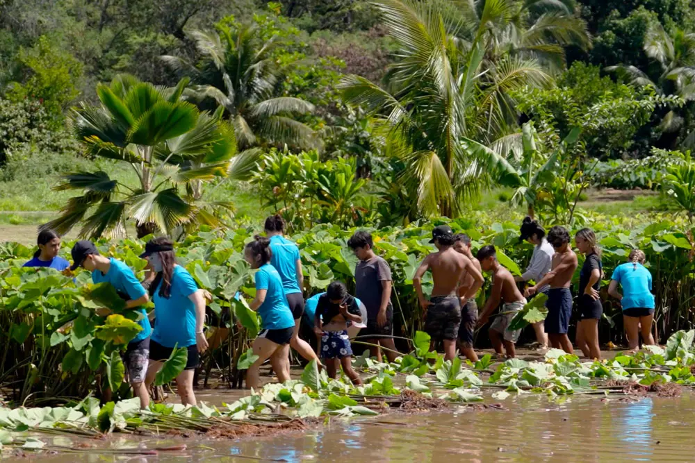Volunteers from Hawaii Pacific Health wear their teal "healthier" T-shirts while working alongside community members to clean debris from a lo'i patch on Kaua'i.