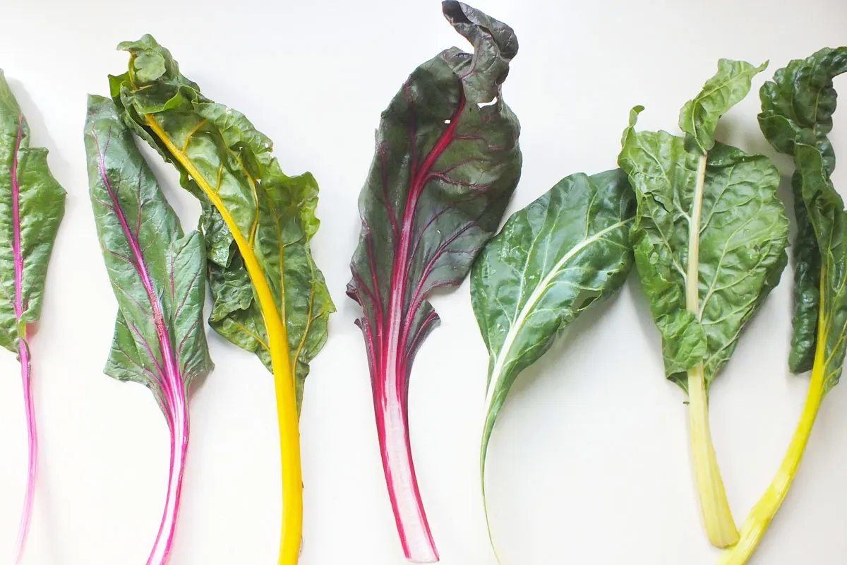 Colorful rainbow chard laid out on a white counter top.