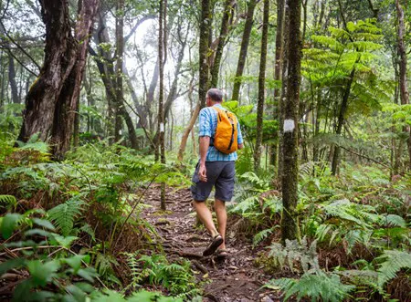 A person walks through a forrest with a floor of ferns.