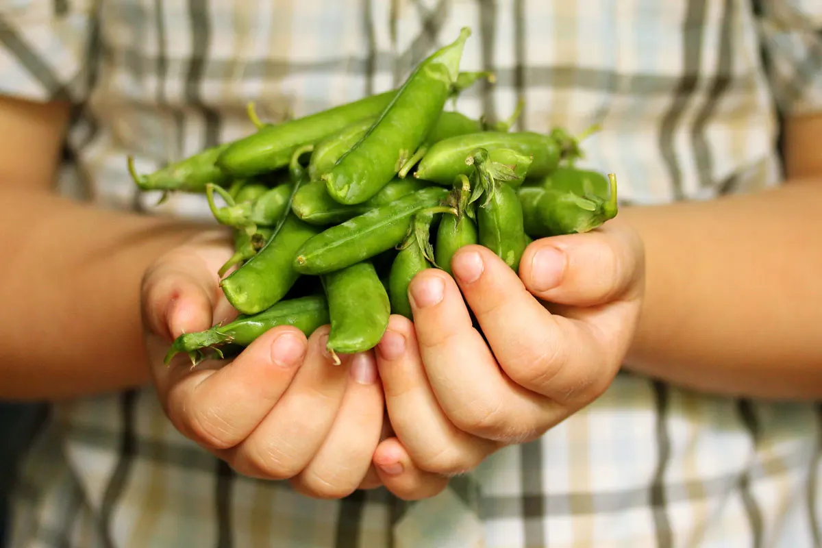 A person holds green pea pods cupped in both hands.