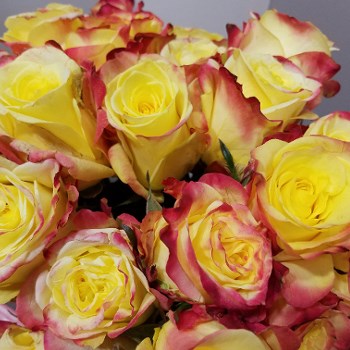 Close view of pink and yellow roses.