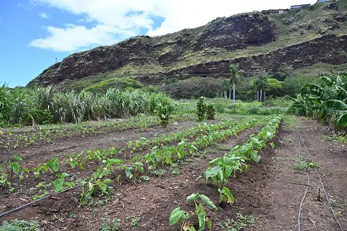 a field of kalo